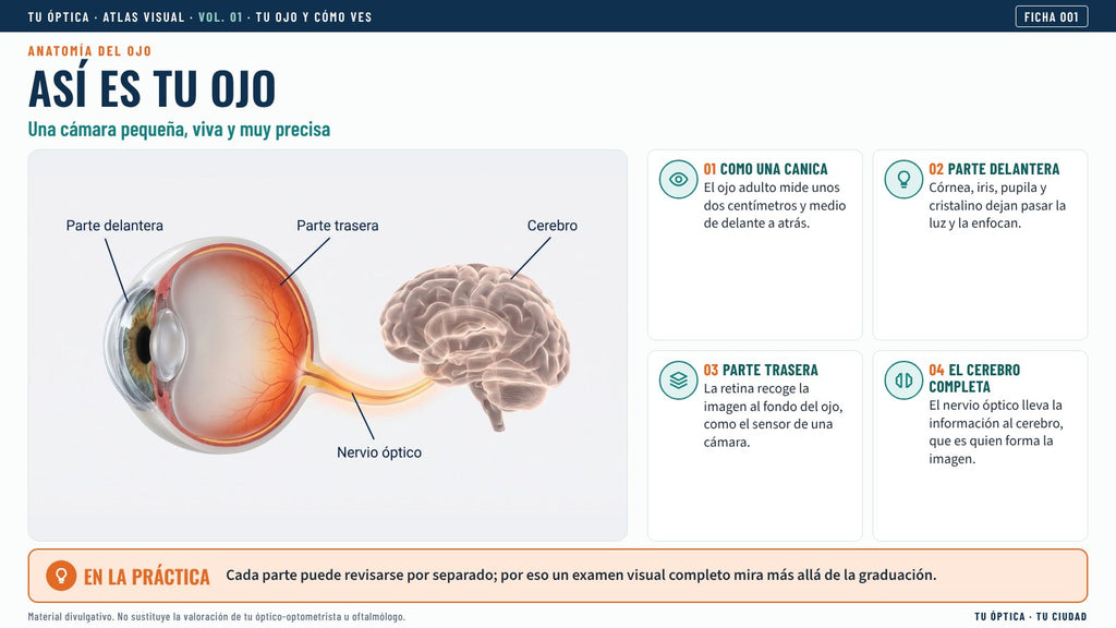 Ficha Así es tu ojo