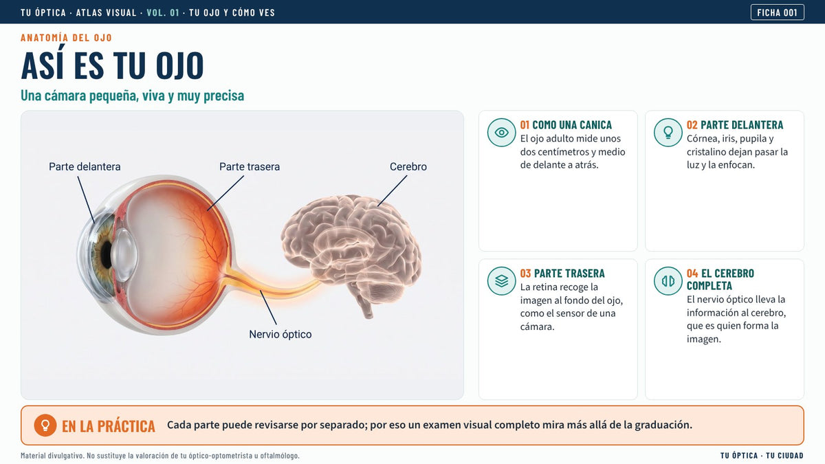 Ficha Así es tu ojo
